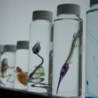 A row of glass vials containing delicate, colorful floral specimens, from 'The New World Transparent Specimens'