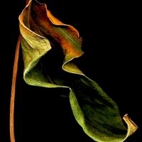 A wilting orange flower against a dark background, from the Aesthetica Art Prize entry by Mansoureh Pakzad, 2016