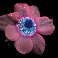 Macro photograph of a pink flower with a glowing blue center, from Craig Burrows' photography of invisible light emitted by plants