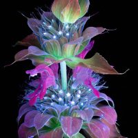 UV fluorescence photograph of a bee balm flower, glowing in inverted colors against a black background