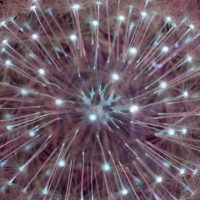 UV fluorescence photograph of a dandelion flower head, glowing in inverted colors against a black background