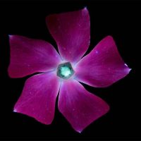 UV fluorescence photograph of a five-petaled flower, glowing in inverted colors against a black background