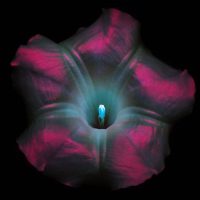 UV fluorescence photograph of a trumpet-shaped flower, glowing in inverted colors against a black background