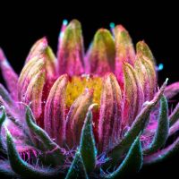 UV fluorescence photograph of a daisy-like flower, glowing in inverted colors against a black background
