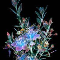UV fluorescence photograph of a flowering plant, glowing in inverted colors against a black background