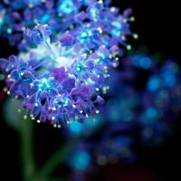UV fluorescence photograph of a mountain lilac cluster, glowing in inverted colors against a black background