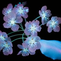 UV fluorescence photograph of an ornamental pear blossom, glowing in inverted colors against a black background