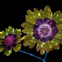 UV fluorescence photograph of a Plains Coreopsis flower pair, glowing in inverted colors against a black background