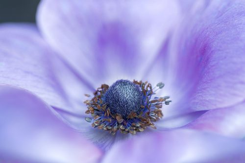 Padma Inguva - Up-close Anemone