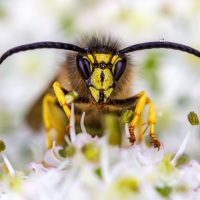 Rebecca Cole – Portrait of a Saxon Wasp