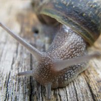 Reuben Grey Ford – Snail