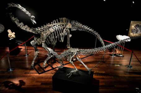 حراج فسیل دو دایناسور بزرگ در پاریس